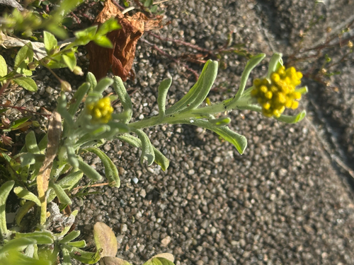 Cotton Weed