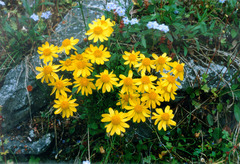 Packera heterophylla