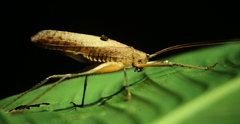 Image of Docidocercus gigliotosi