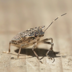 Halyomorpha halys
