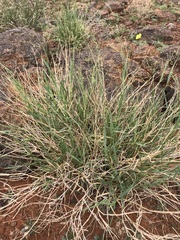 Panicum coloratum coloratum