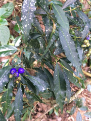 Psychotria leiocarpa
