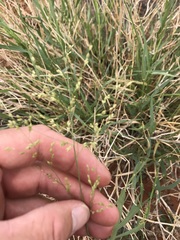 Panicum coloratum coloratum