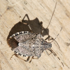 Halyomorpha halys