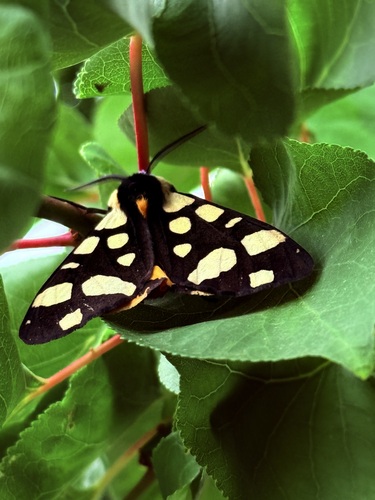 Cream-spot Tiger