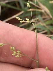 Panicum coloratum coloratum