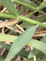 Panicum coloratum coloratum
