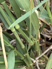 Panicum coloratum coloratum