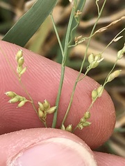 Panicum coloratum coloratum