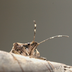 Halyomorpha halys