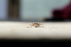 Halyomorpha halys