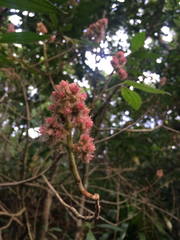 Miconia melastomoides