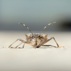Halyomorpha halys
