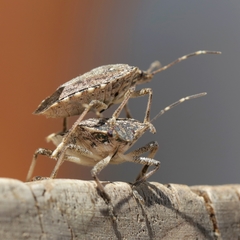 Halyomorpha halys