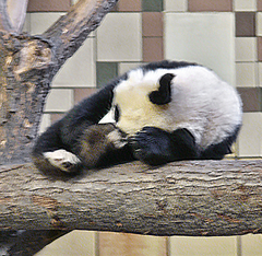 Ailuropoda melanoleuca