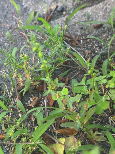 Purslane Speedwell