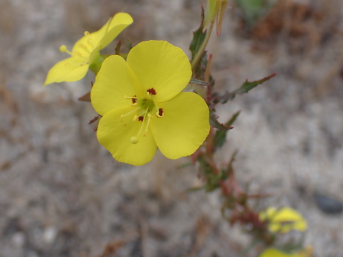 Camissoniopsis bistorta, photograph 6