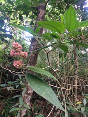 Miconia melastomoides