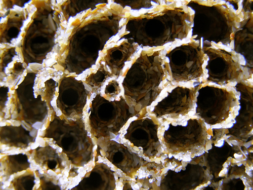 Honeycomb Worm, 4415 Perosinho, Portugal, photo 9 of 10