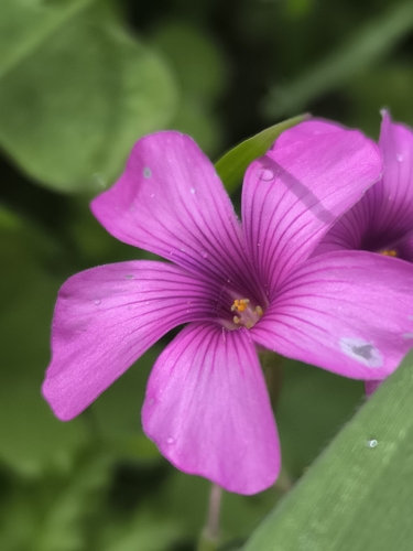 pink-sorrel