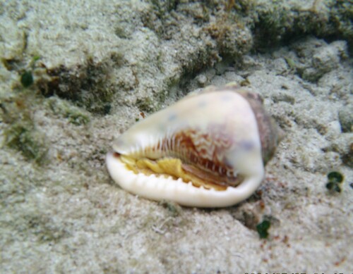 Cassis flammea, 2026-04-02
