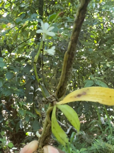 Aerangis hologlottis (Schltr.) Schltr. 3