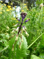 Bellevalia trifoliata