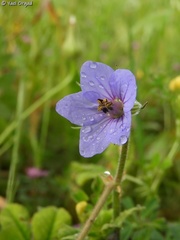 Erodium telavivense