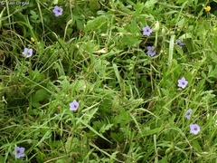 Erodium telavivense