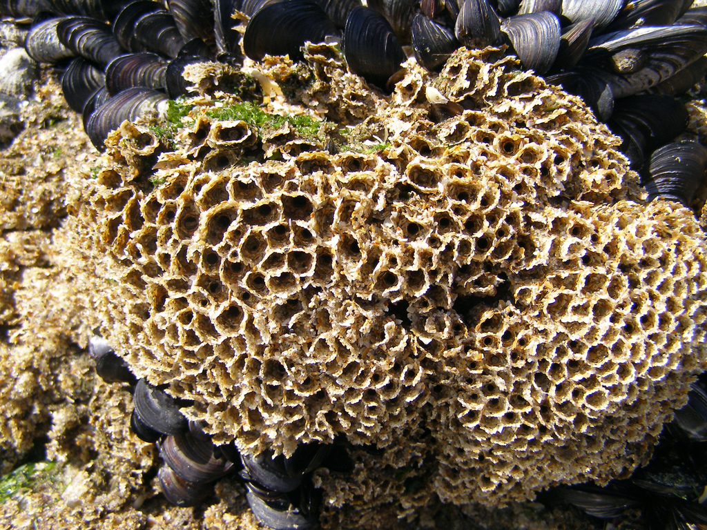 Honeycomb Worm, photo 1 of 10