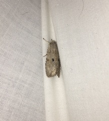 Lithophane patefacta