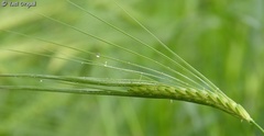 Hordeum spontaneum