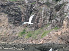 Larus argentatus image