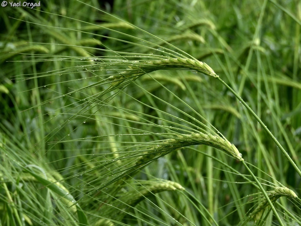 wild barley