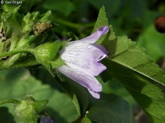 Malva multiflora
