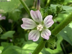 Malva multiflora