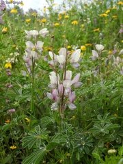 Lupinus palaestinus