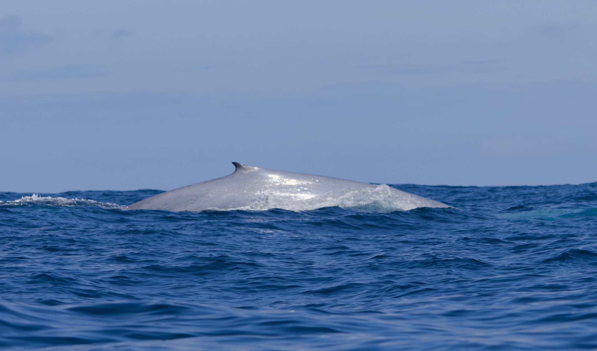 Balaenoptera musculus