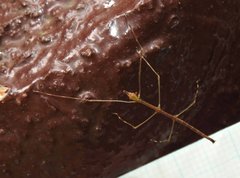 Clitumninae