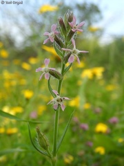Silene gallica