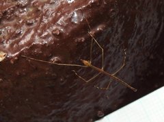 Clitumninae