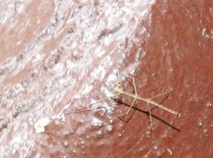 Clitumninae