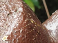 Clitumninae