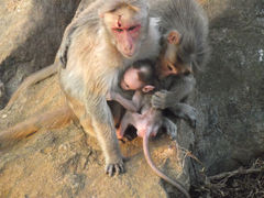 Macaca radiata