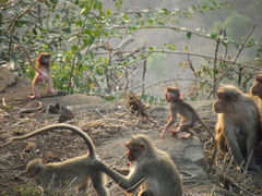 Macaca radiata