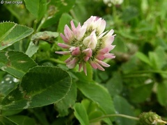 Trifolium glanduliferum