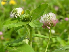 Trifolium glanduliferum