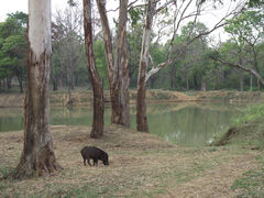 Sus scrofa cristatus