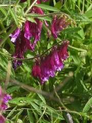 Vicia villosa