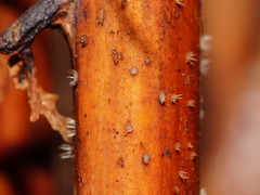 Hispidula dicksoniae